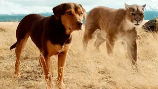 Путь домой — Русский трейлер (2019)