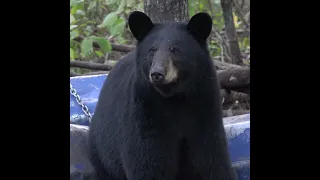 Black Bears are Majestic | 4k Closeup of Black Bear