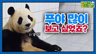 (SUB) Zookeeper Kang Went To China With Fubao🍀│Panda World