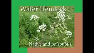 Water Hemlock - A Deadly Poisonous Plant - CAUTION - How To Identify And Avoid