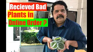 How to Grow Aquatic Plants in Aquarium | Aquascaping Tips | How to Grow Plants Damaged in Shipping