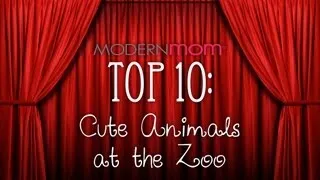 Cute Animals at the Zoo - ModernMom Top 10