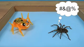 What if Paulina the tarantula meets Robot Spider?