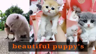 Cute puppies | beautiful puppy's