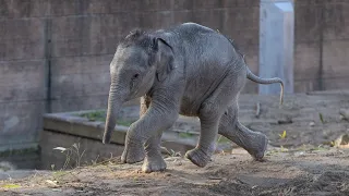 Elefantunge med krudt i røven
