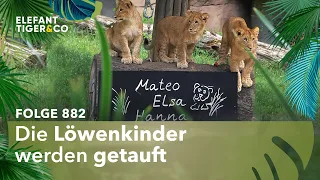 6 aus 23 - ohne Gewähr! (Folge 882) | Elefant, Tiger & Co. | MDR