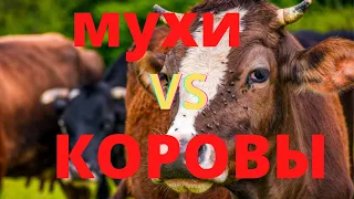 Мухи против Коров