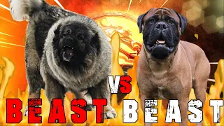 Caucasian Shepherd vs Bullmastiff | Bullmastiff vs Caucasian Ovcharka | Billa Boyka |