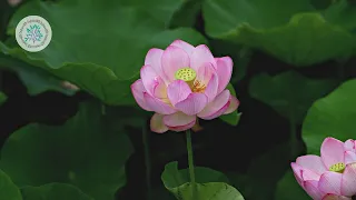 A place to see beautiful lotus flowers | Nature Scenery Documentary 4K