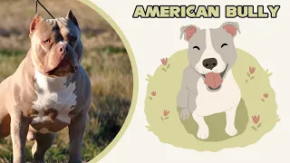 АМЕРИКАНСКИЙ БУЛЛИ  Плюсы и минусы  AMERICAN BULLY advantages and disadvantages !