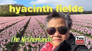 HYACINTH flowers fields in The Netherlands