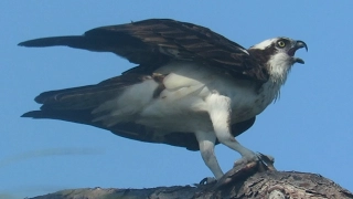 Osprey Calling Loudly -  Proud Fisherman!