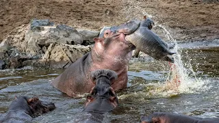 Buck fighting wild dogs ||Hippos gets catch by crocodile