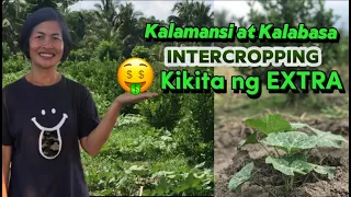 Paano Kikita ng EXTRA sa Kalamansi at Kalabasa Intercropping. #howitworks