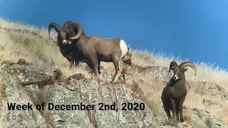 Wildlife Wednesday Weekly Round Up - Week of December 2nd, 2020