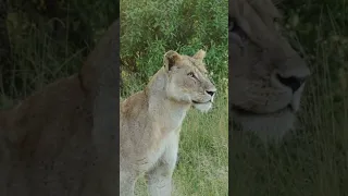 Lion Surprises 2 Leopards