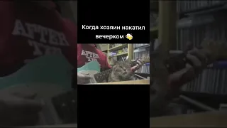 Когда хозяин накатил вечером 🍺🍺🍺