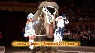 «Слоны в Цирке!» Воронеж 2018 часть 4