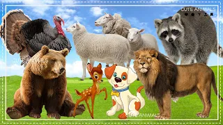 Relax with familiar animals: Pheasant, Bear, Sheeps, Raccoon, Lion, Deer, Dog - Animal sounds
