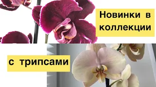 Обзор новых орхидей. Трипсы 😱