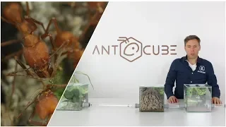 ANTCUBE starter set extension for leaf cutter ants 