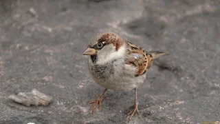 Голоса птиц как поёт Воробей (Passer domesticus)