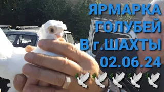 Птичий рынок г.Шахты 02.06.24. Ярмарка голубей. Bird Market. Pigeon Fair. الحمام. 鸽子.