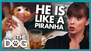 Piranha Dog Needs to be Put on FOOD LOCKDOWN |  It's Me or The Dog
