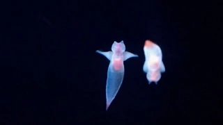 Sea Butterflies in Danger | NOVA