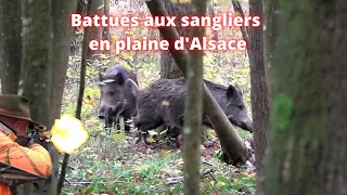 Magnifiques battues aux sangliers en plaine d'Alsace/Druckjagd auf Wildschwein-Amasing Driven Hunt