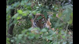 АМУРСКИЕ ТИГРЯТА ПОДРАСТАЮТ В ПРИМОРСКОМ САФАРИ-ПАРКЕ