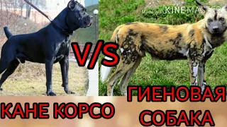 # Кане корсо против гиеновой собаки#(VERSUS TV)