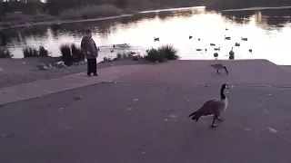 #Ducks #river #nature #2