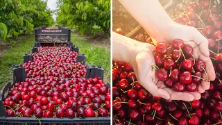 Large-Scale Cherry Farm: Harvesting and Sorting Process Revealed!