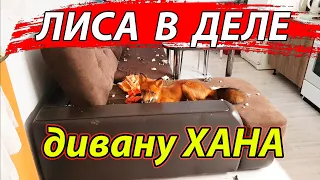 Лиса в квартире, как есть))) - Жизнь с Лисой / MIKI THE FOX