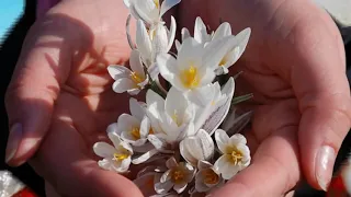 Весна  Подснежники   первые весенние цветы
