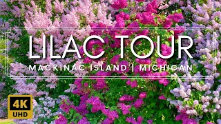 Mackinac Island Lilac Festival 2023 | The Biggest Lilacs You've Ever SEEN! - Marquette Park