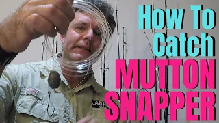 How to catch MUTTON SNAPPER | Mutton Snapper Basics & Tactics