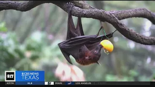 Climate change poses challenges to bat population