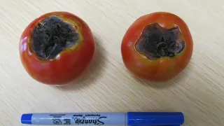 Identification of Early Blight of Tomato