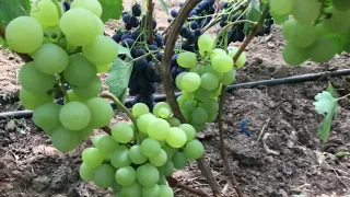 #Обзор сортов винограда ранних и ранне-средних сортов  2021г.