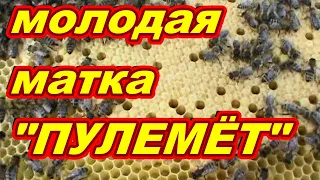 Отводок на свищевой маточник РЕЗУЛЬТАТ !!! Матка сеет как ''пулемёт" ! Как сделать отводок  пчёл !