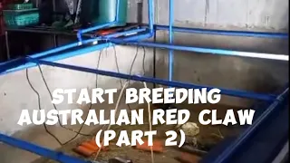 PART 2 | HOW TO START BREEDING AUSTRALIAN REDCLAW CRAYFISH | ARCUATICS