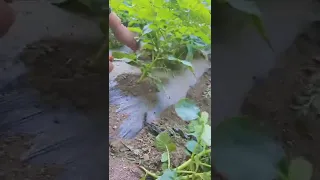 Potato Farming Techniques #satisfying #short