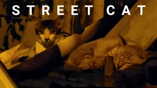 4K STREET CAT | S23 ULTRA