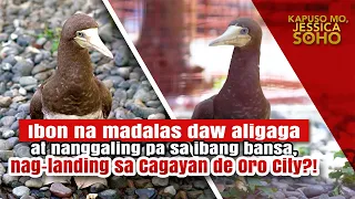 Ibon na madalas daw aligaga, nag-landing sa Cagayan de Oro City?! | Kapuso Mo, Jessica Soho