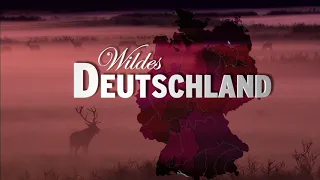 Дикая Германия / Дикая природа Германии / Wildes Deutschland / Серия 3 Шпессарт и Штайгервальд