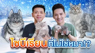 แมวไซบีเรียน แมวสำหรับคนแพ้ขนแมว!? | ติดเต๋า