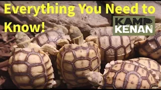 The ULTIMATE SULCATA Tortoise Care INSTRUCTIONS : Kamp Kenan S3 Episode 34