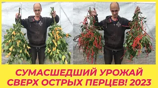 НАКОНЕЦ У НАС БУДЕТ ЗАБОР / СБОР УРОЖАЯ ПРОДОЛЖАЕТСЯ